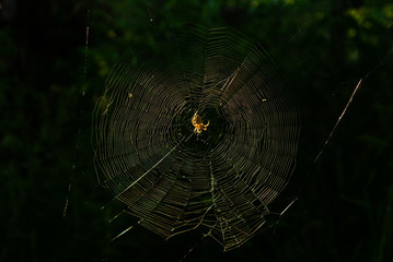 spider web at early morning back lit