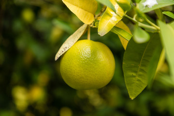 Grapefruit fruit on the tree branch