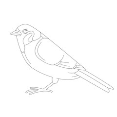 bird sparrow, vector illustration, lining draw,