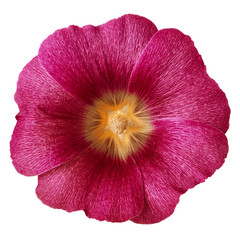 burgundy red flower malva isolated on white background. Flower bud close up. Nature.