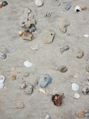 Shells And Stones on the sand