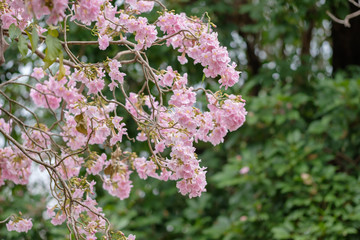beautiful pink flowers in the garden