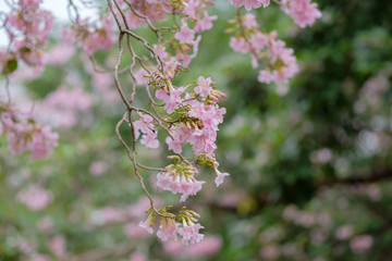 pink flowers in the garden
