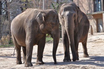 Indische Elefanten