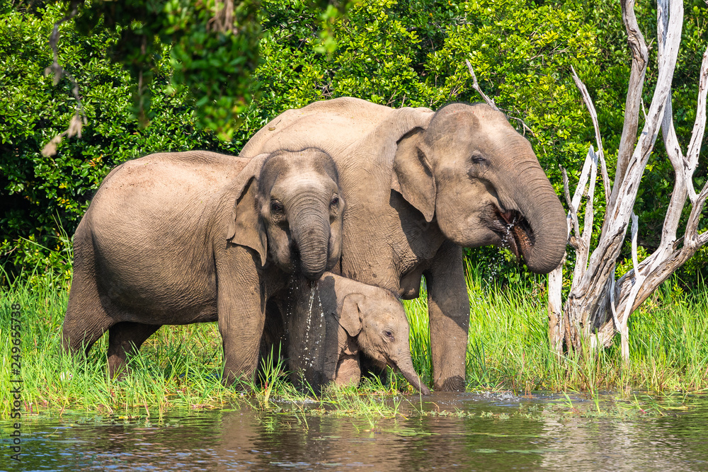 Wall mural asian elephant. yala national park. sri lanka.