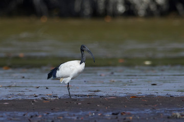 African sacred ibis (Threskiornis aethiopicus)