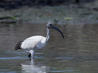 African sacred ibis (Threskiornis aethiopicus)
