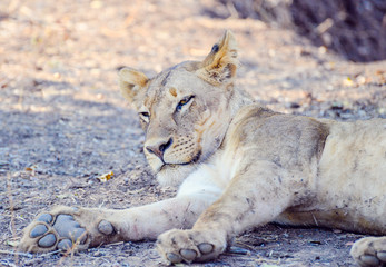 Waking lion