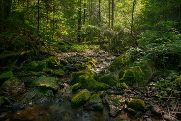 Fototapeta na wymiar Forest stream with mossy rocks and sunlight through trees in Tara National park in Serbia