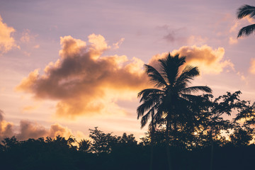 Beautiful tropical sunset with orange clouds and purple sky with palm trees silhouettes in the foreground.