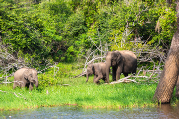 Asian elephant. Yala National Park. Sri Lanka.