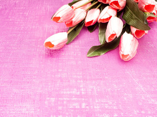 Purple tulip and gift box on Purple background