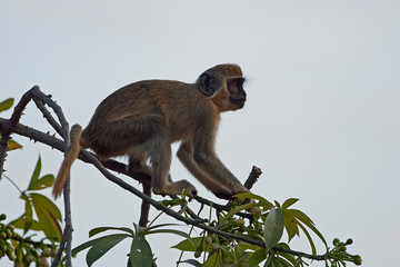 Vervet monkey (Chlorocebus pygerythrus)