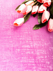 Purple tulip and gift box on Purple background