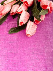 Purple tulip and gift box on Purple background