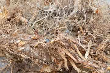 Destroyed tree roots