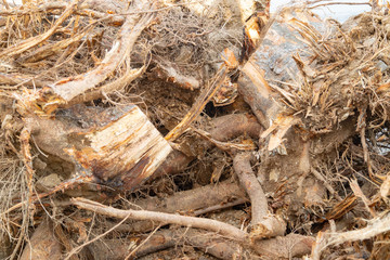 Destroyed tree roots