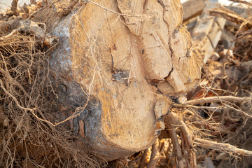 Destroyed tree roots