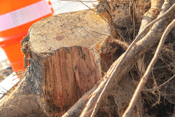 Obraz premium Destroyed tree roots