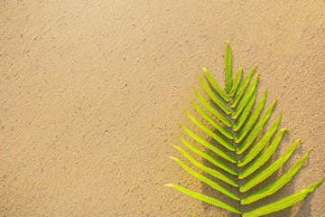 Green leaves ferns on the banana beach,Flat lay are texture Nature background creative tropical layout made at phuket Thailand