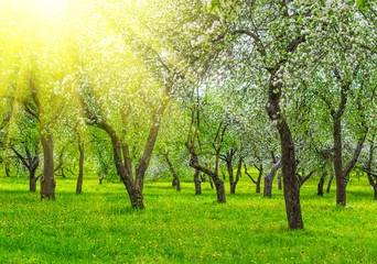 Rows of beautifully blossoming trees on a green lawn. Apple orchard, blooming cherry trees, fruit trees, pink color. Trees in the sunlight.