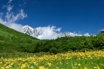 夏の鎌池湿原と白馬三山／長野県白馬村