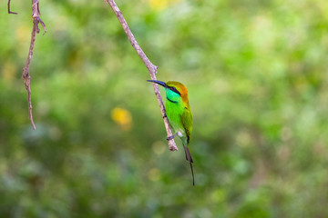 Green bee eater. Yala National Park. Sri Lanka.