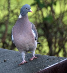 Woodpigeon in winter sun looking for food in urban garden.