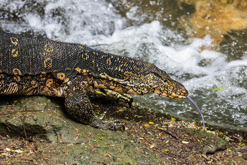 Water monitor lizard. Yala National Park. Sri Lanka.