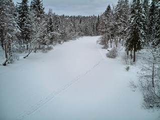 Winter forest in Russia