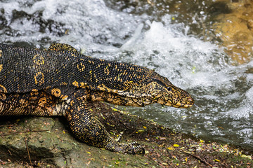 Water monitor lizard. Yala National Park. Sri Lanka.