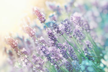 Lavender flower, beautiful lavender flower in flower garden, selective and soft focus on lavender flower