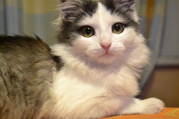 Obraz na płótnie Canvas cat with blue eyes