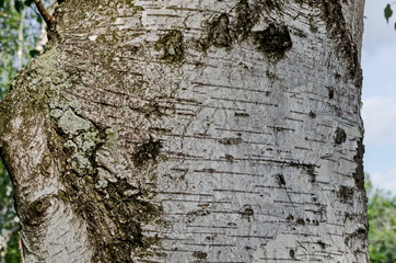 Fresh springtime  Birch or Betula alba tree with beauty trunk and bark in Popular Zaimov park, district Oborishte, Sofia, Bulgaria