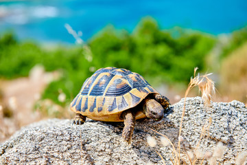 Eastern box turtle on rock
