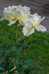 Photo of white rose bush in bloom flower for greeting at natural  park Zaimov, district Oborishte, Sofia, Bulgaria  