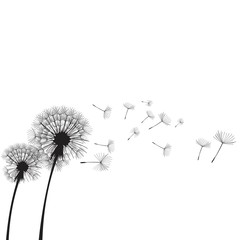 Vector illustration dandelion time. Two dandelions blowing in the wind. The wind inflates a dandelion