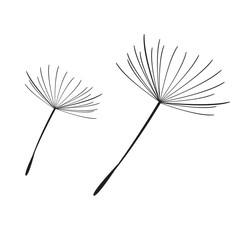 Silhouette of a dandelion with flying seeds. Black contour of a dandelion. Black and white illustration of a flower. Summer plant.