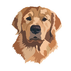 Head Golden Labrador Retriever vector illustration