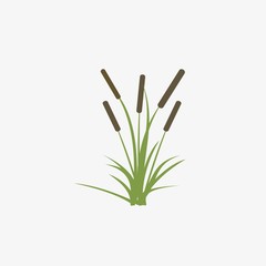 Reeds and cattail plant isolated on white background