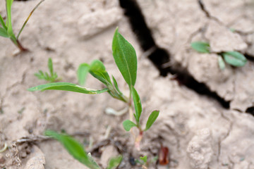  summer day, late spring. green sunset evening nature rays sun insects cat puppy