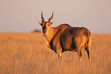 Male eland antelope (Tragelaphus oryx) in late afternoon light, Mokala National Park, South Africa.