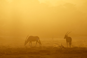 Fototapeta na wymiar Gemsbok antelopes (Oryx gazella) in dust at sunrise, Kalahari desert, South Africa.