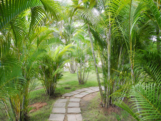 Path in the park of young coconut trees in Kerala Kochi