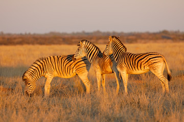 Fototapeta na wymiar Plains zebras (Equus burchelli) in late afternoon light, Mokala National Park, South Africa.