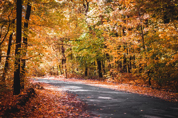 autumn in the park