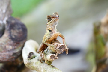 delightful beauty lizard on the background of wildlife