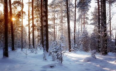 Trees are in the forest in winter under snow - landscape