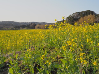 小湊鉄道 菜の花畑