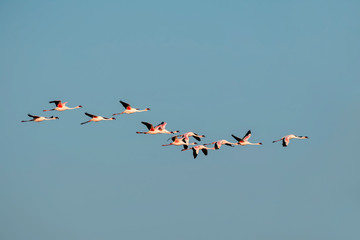 Lesser Flamingo - Phoeniconaias minor, beautiful pink flamingo from southern African beaches, Walvis Bay, Namibia.